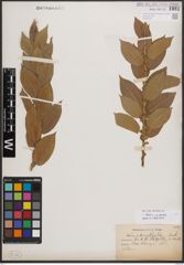 Foto von Salix cordata Michx.